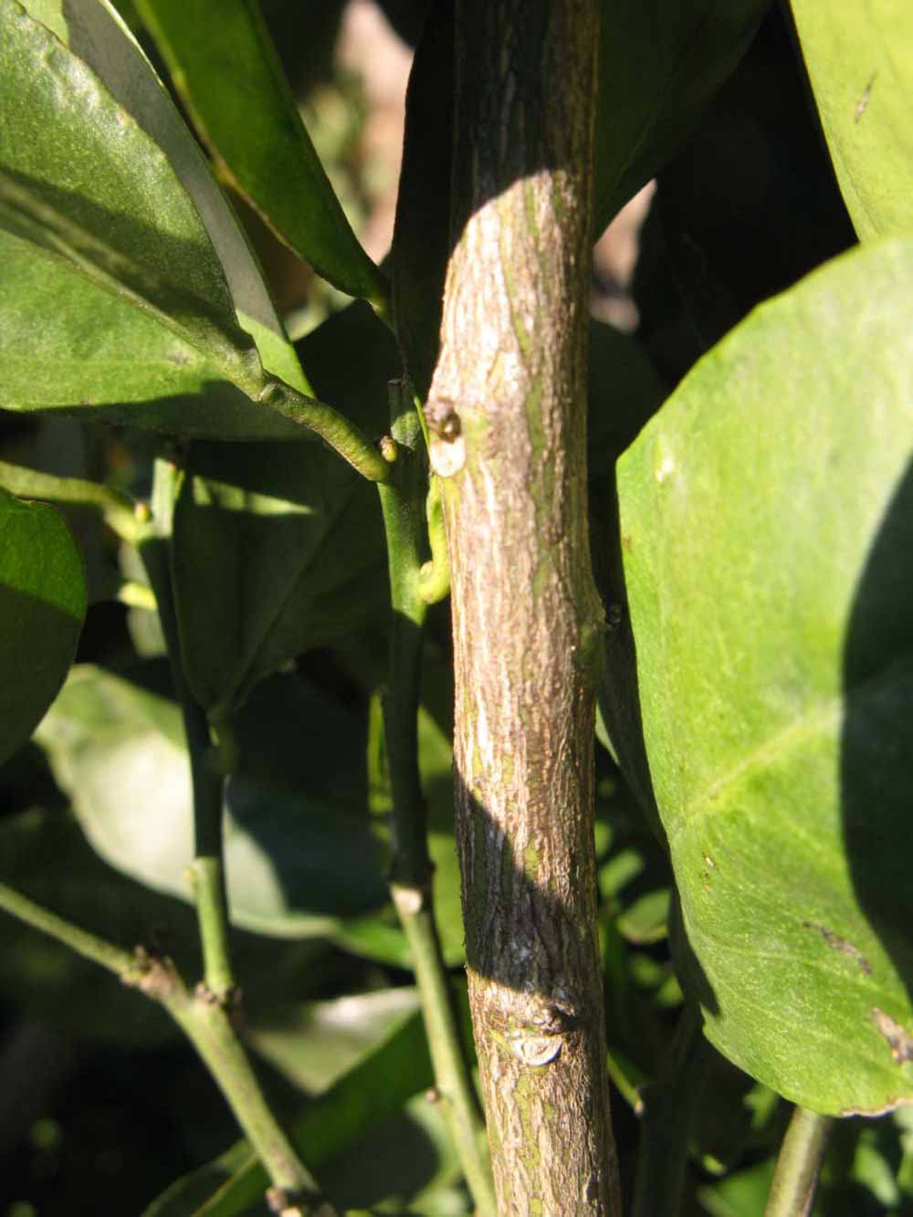              Second - third year twig (Winter Haven, FL)       